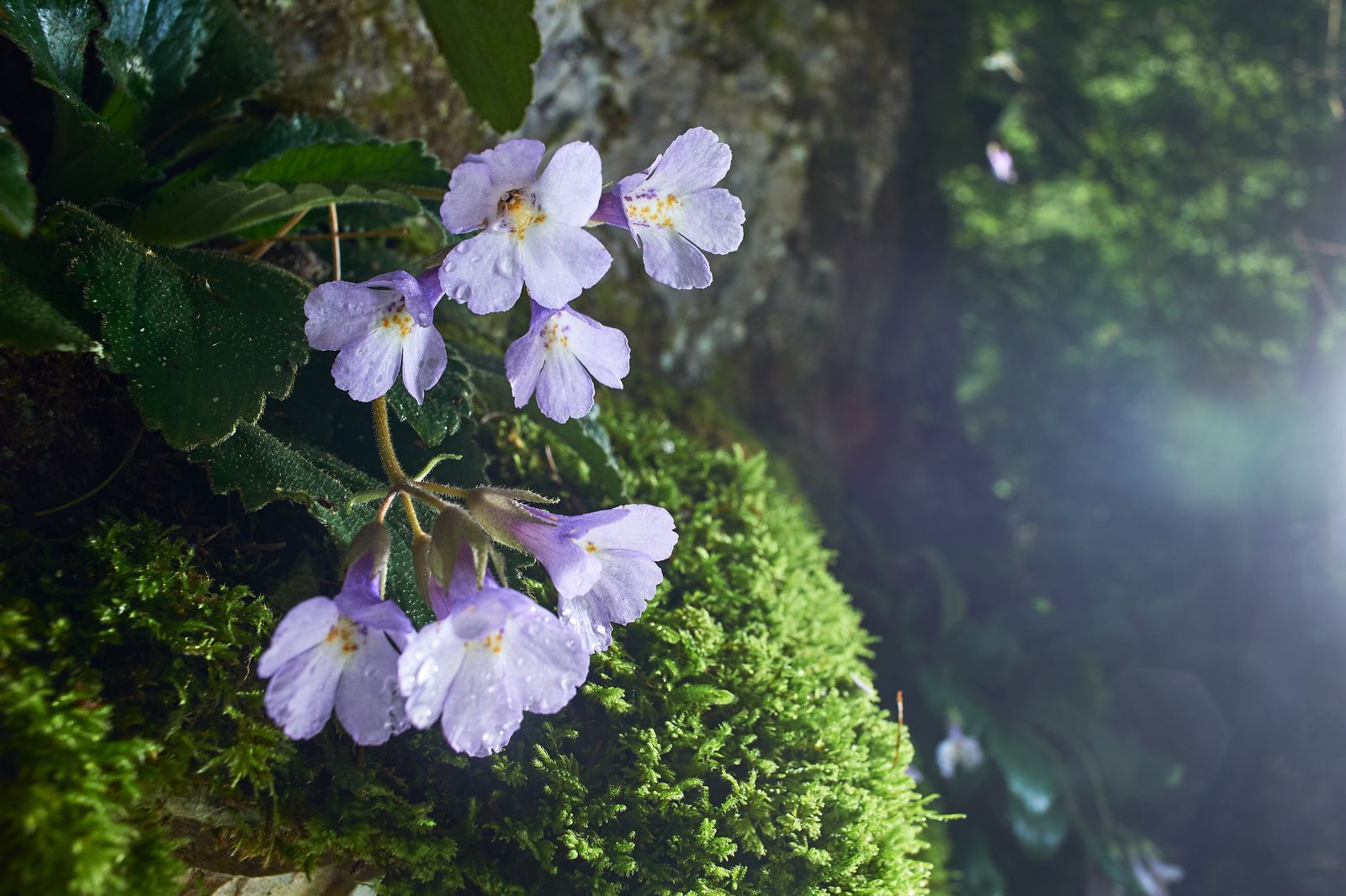 Blühende Orpheusblume mit hellvioletten Blüten und Tautropfen an einem bemoosten Felsen